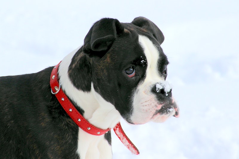 how to make a leather dog collar