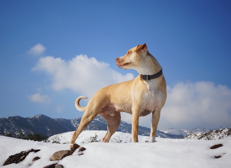 how to make a leather dog collar