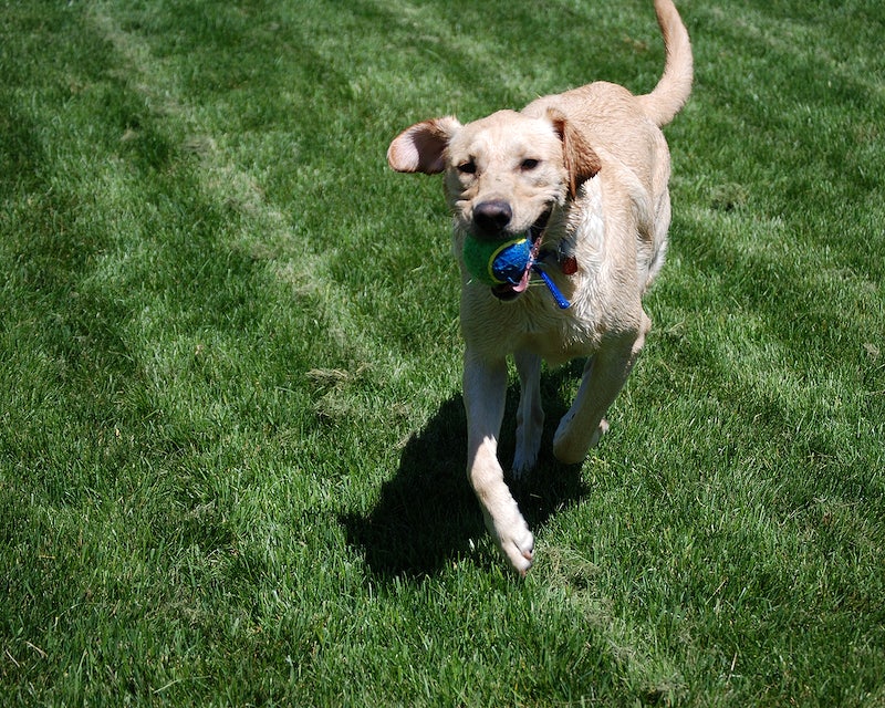 When Is a Dog Old Enough for a Shock Collar