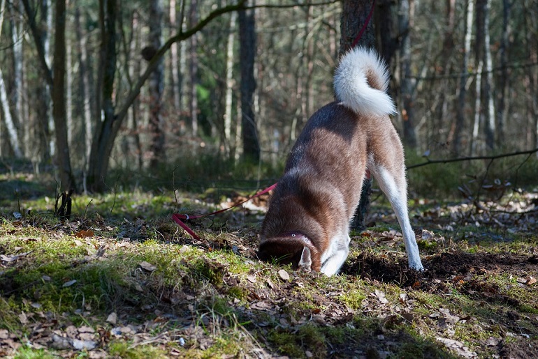 how to keep dogs from digging under chain link fence