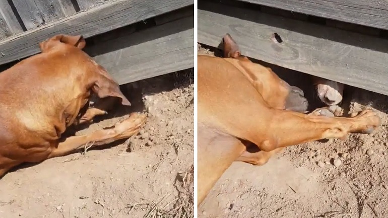 how to stop a dog from digging under a fence