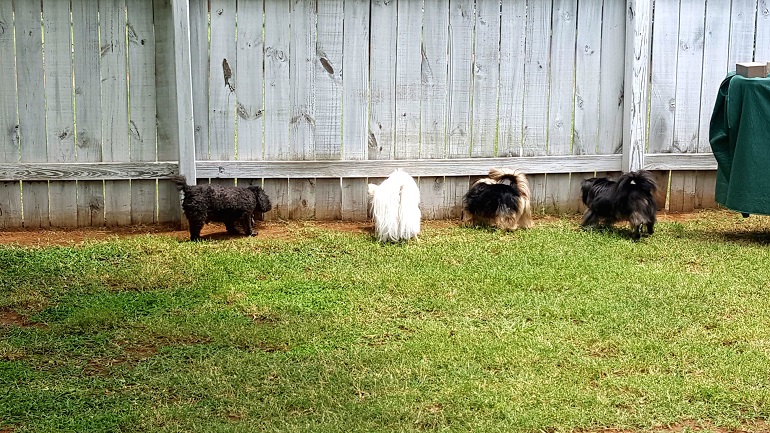 fencing for dogs that dig