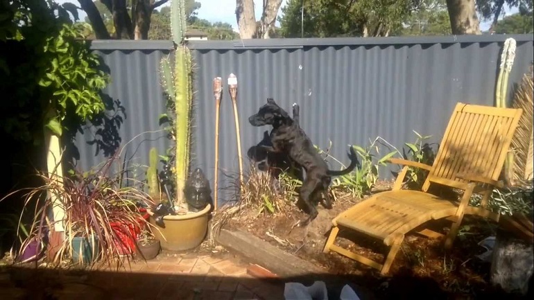 how to stop dog barking at other dogs through fence