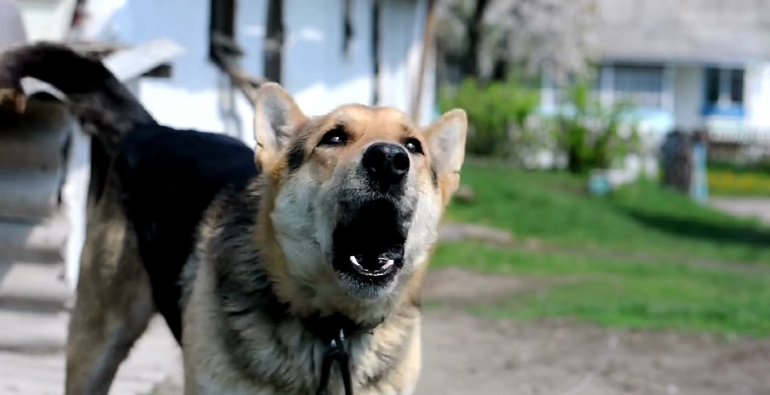 dog barks at neighbors dog through fence