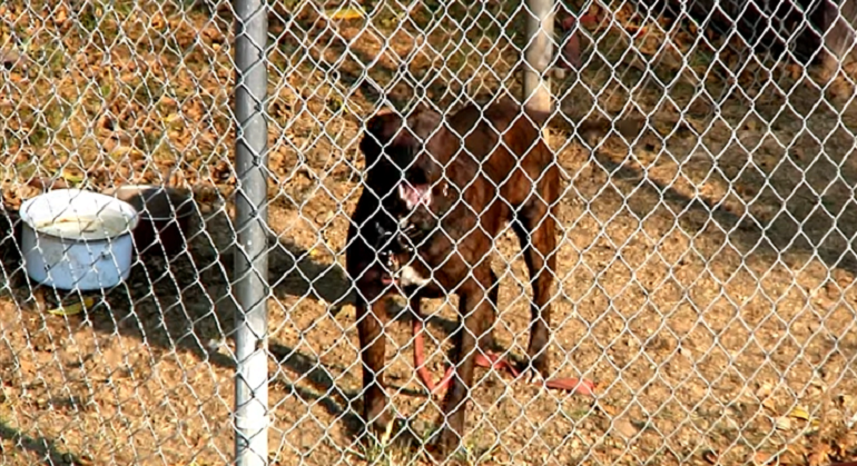 1730982012 How to Stop Dog Barking at Other Dogs Through Fence review