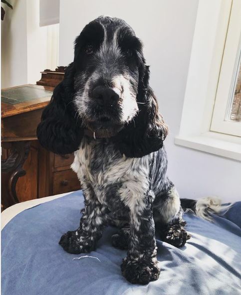 Dachshund and Cocker Spaniel Mix