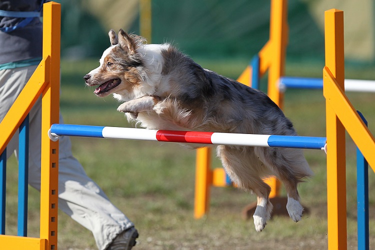 most dogs owned by one person