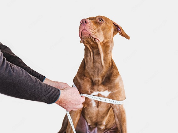 how to measure a dog for a collar