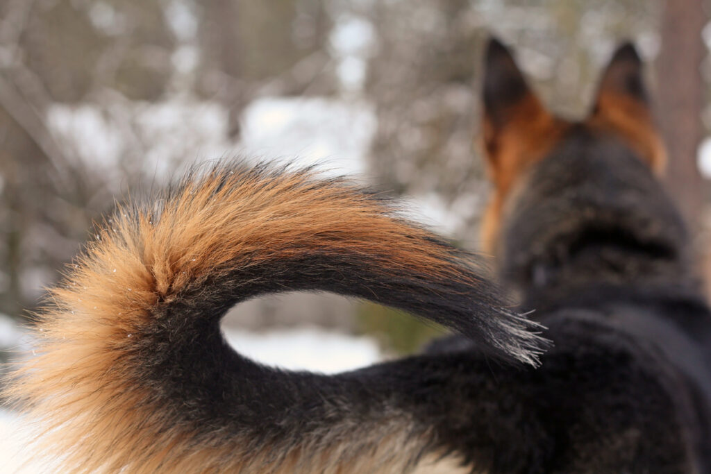 Hmong Docked Tail Dog