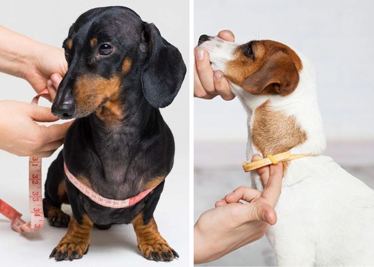 how to measure dog for collar