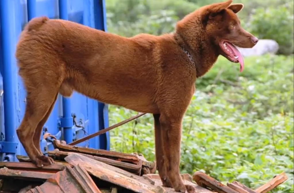 Docked Tail Dog