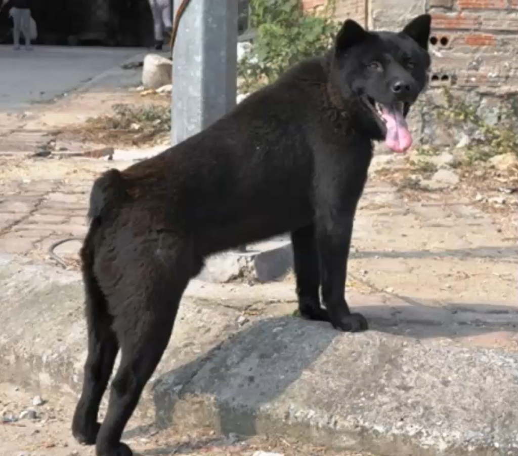 Docked Tail Dog