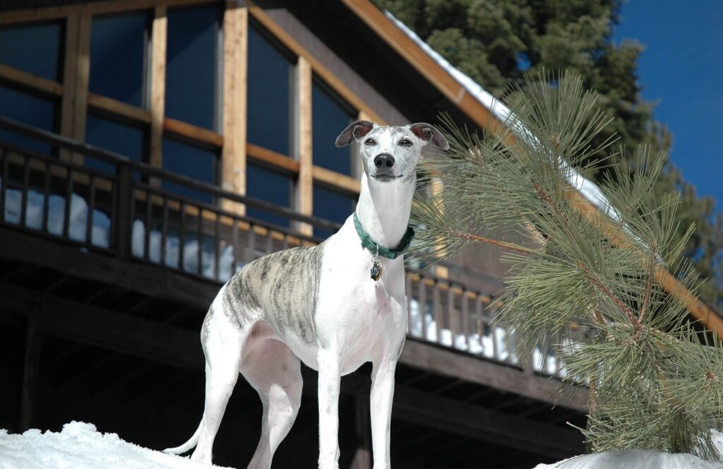 Whippet Dog Breed