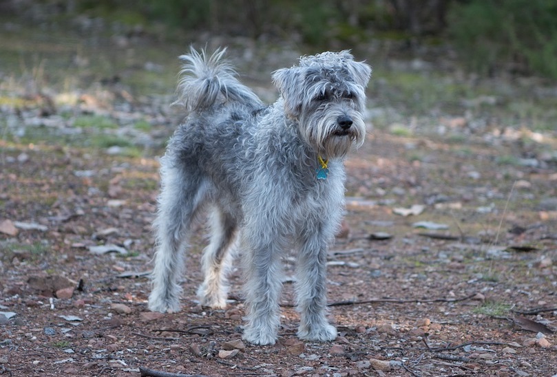 best mixed breed dogs
