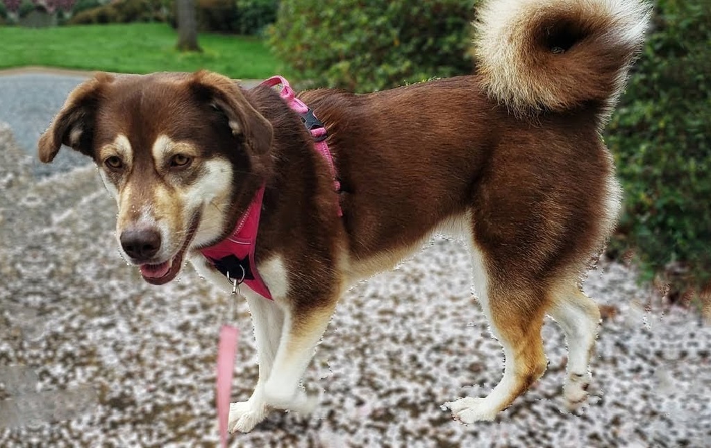 cute mixed dogs
