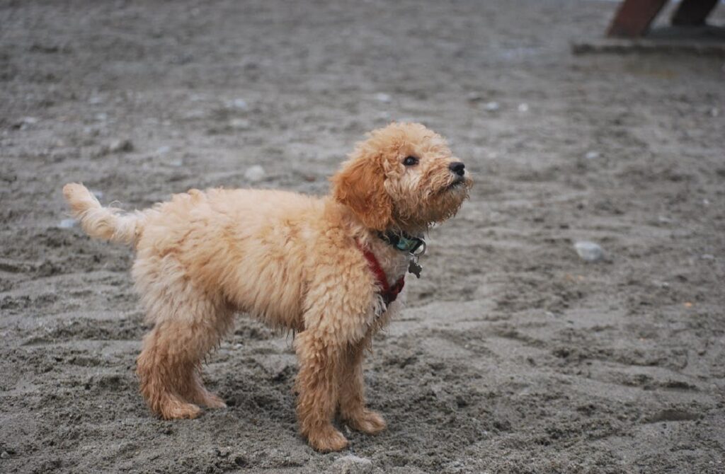 cutest mutt dogs
