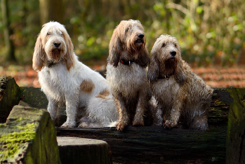 different breeds of hound dogs
