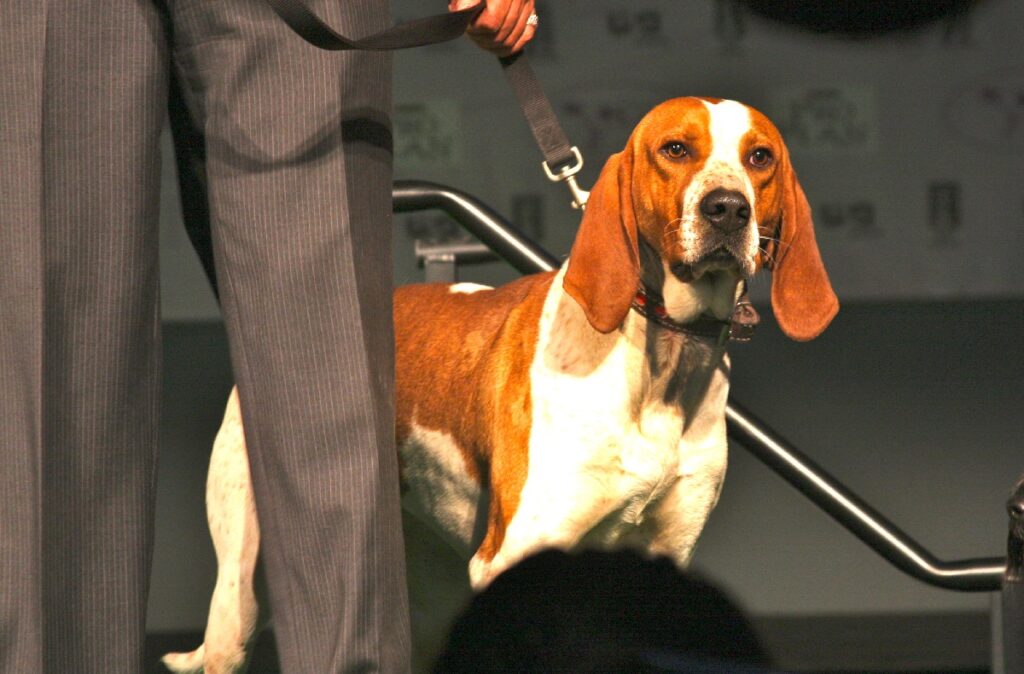 hound dog breeds