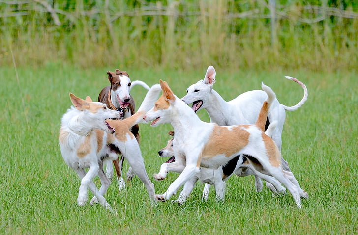 hound dog puppies
