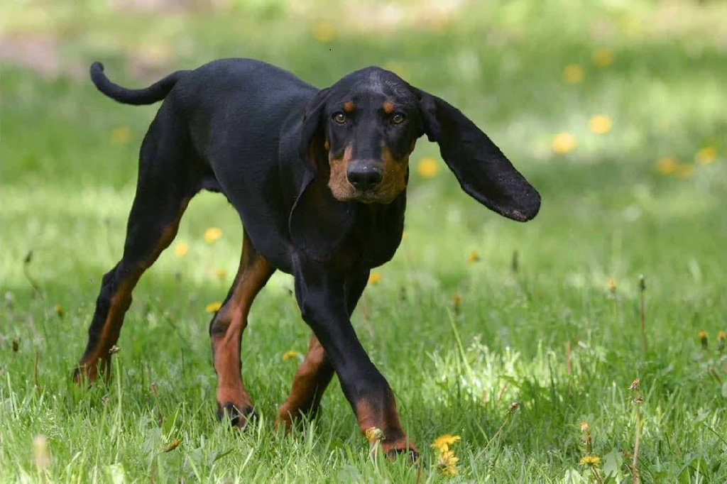 large hound dog breeds