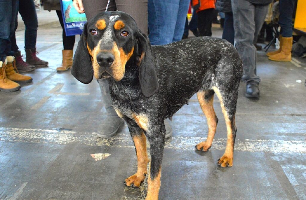 mix hound breed