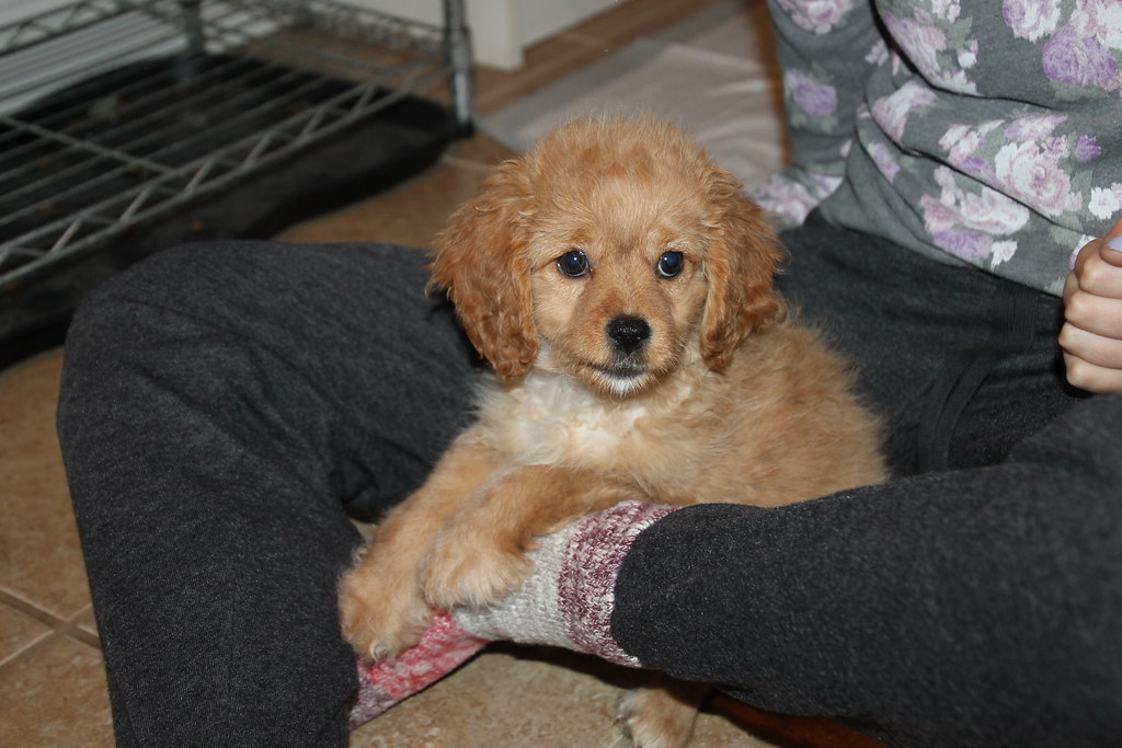 mixed breed dogs
