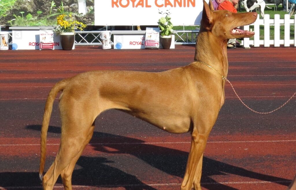 short hound dog breeds