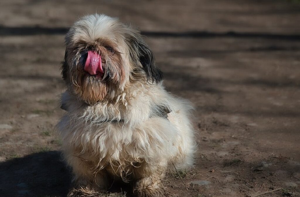 small dog mixes
