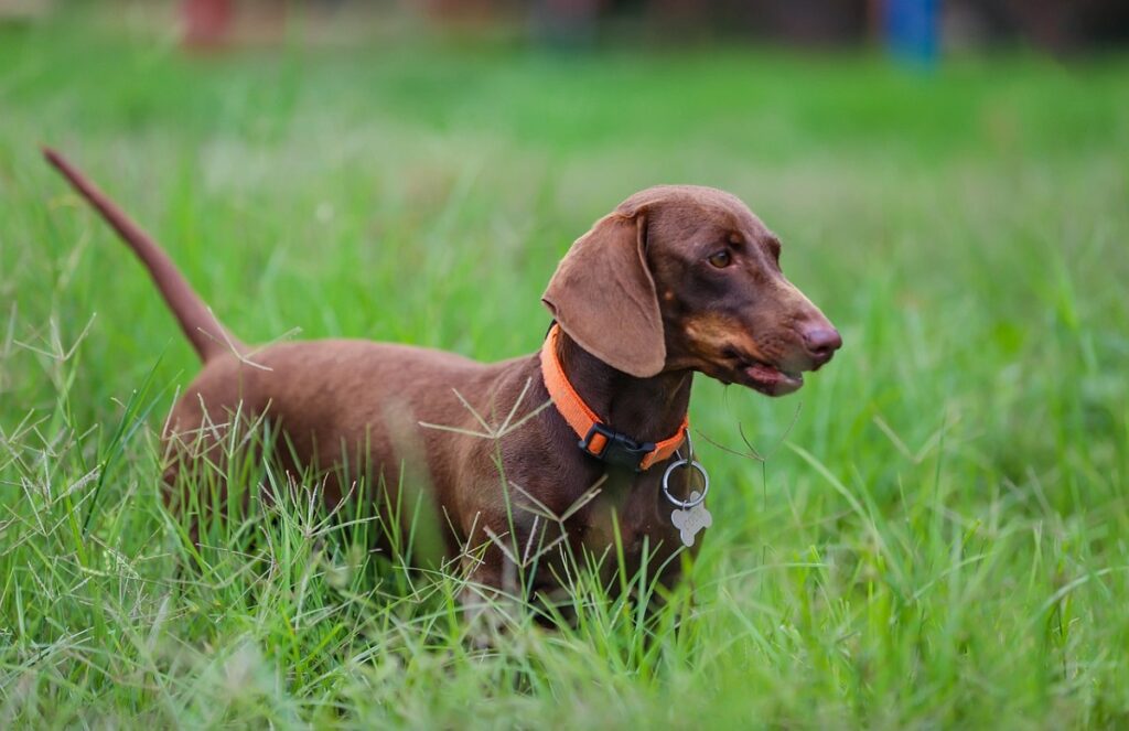 small breed hounds