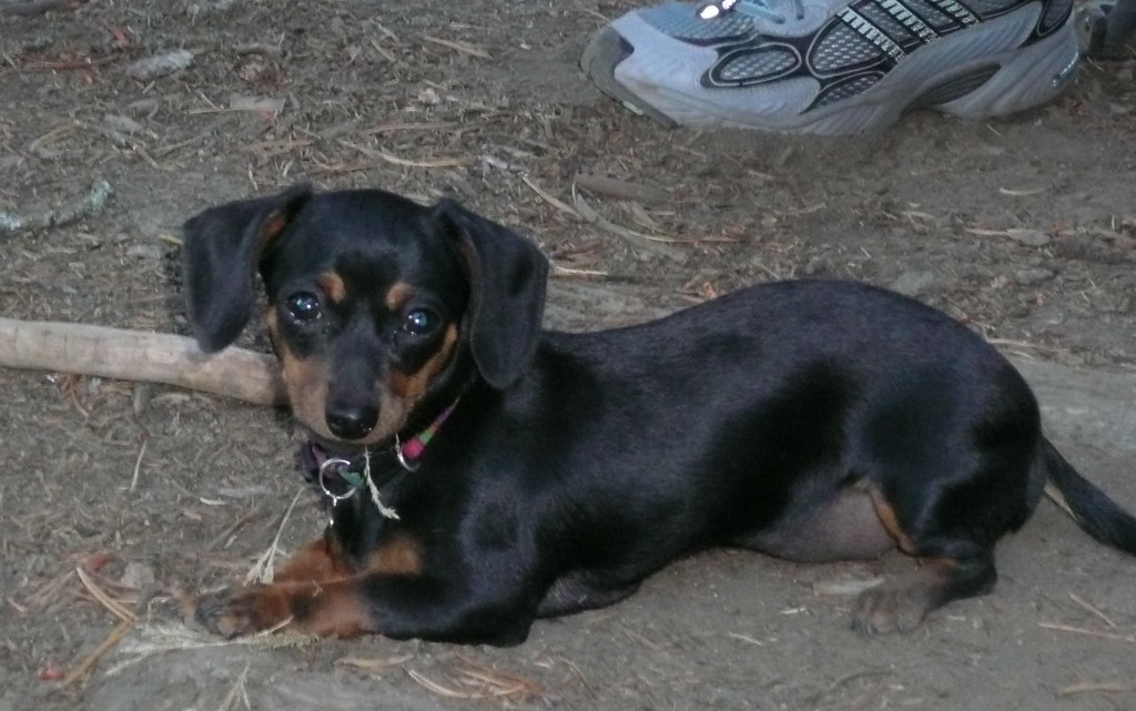 small mixed breed dogs
