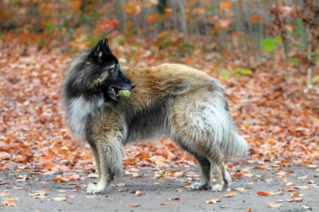 4 types of belgian shepherd