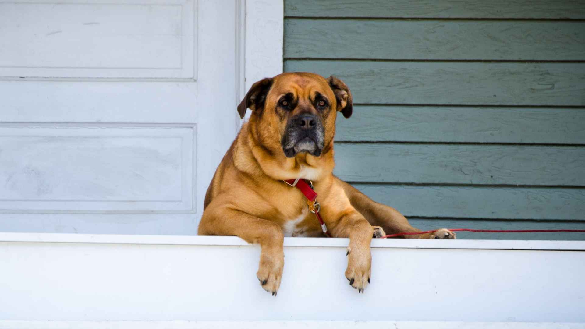 7 Best Protective Dogs for Home Security