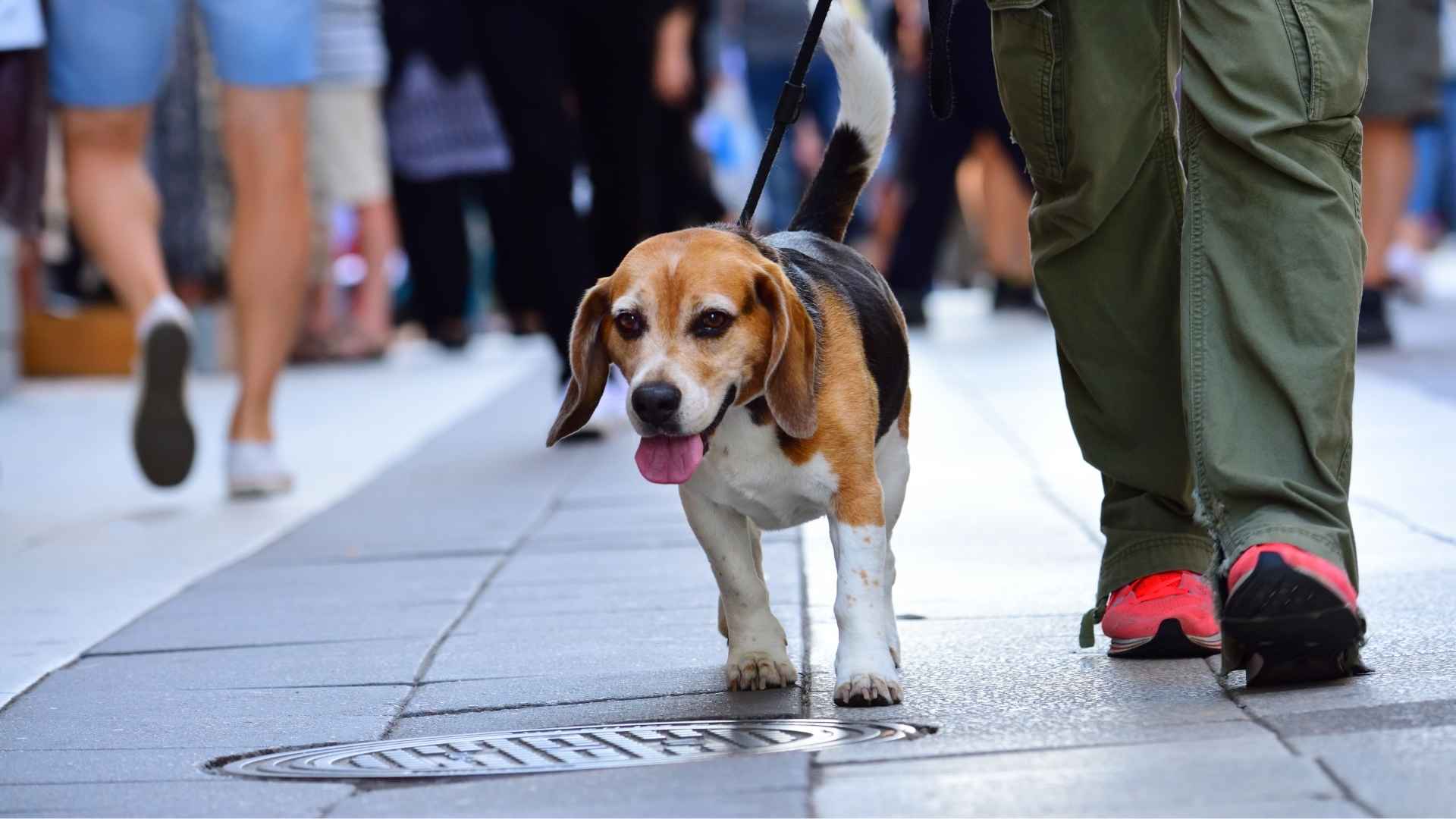 7 Best dog breeds for city living Urban Life