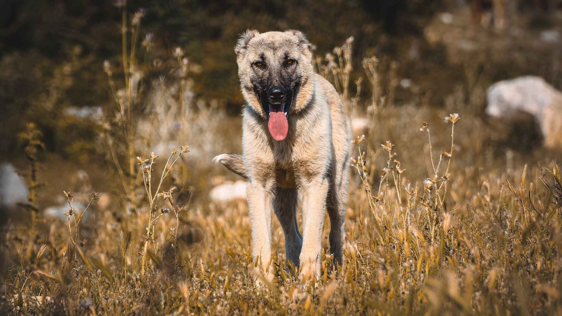 7 Turkish Guard Dog Breeds for Home and Farm