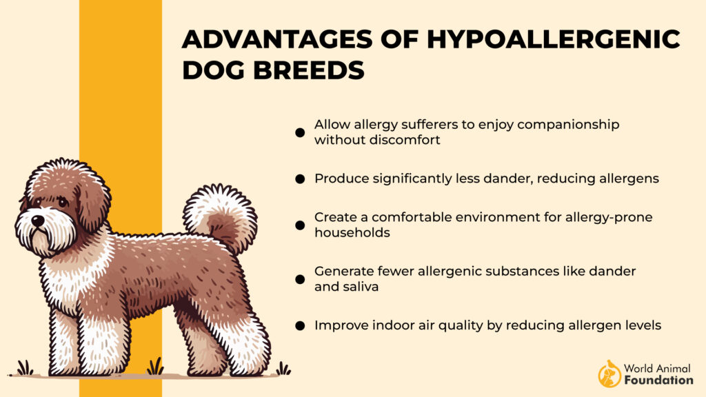 Advantages of Hypoallergenic Dog Breeds