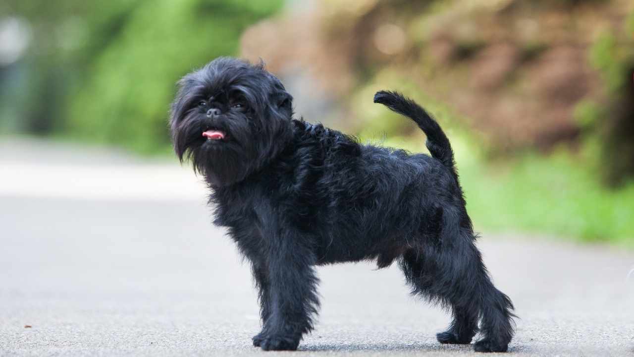 Affenpinscher