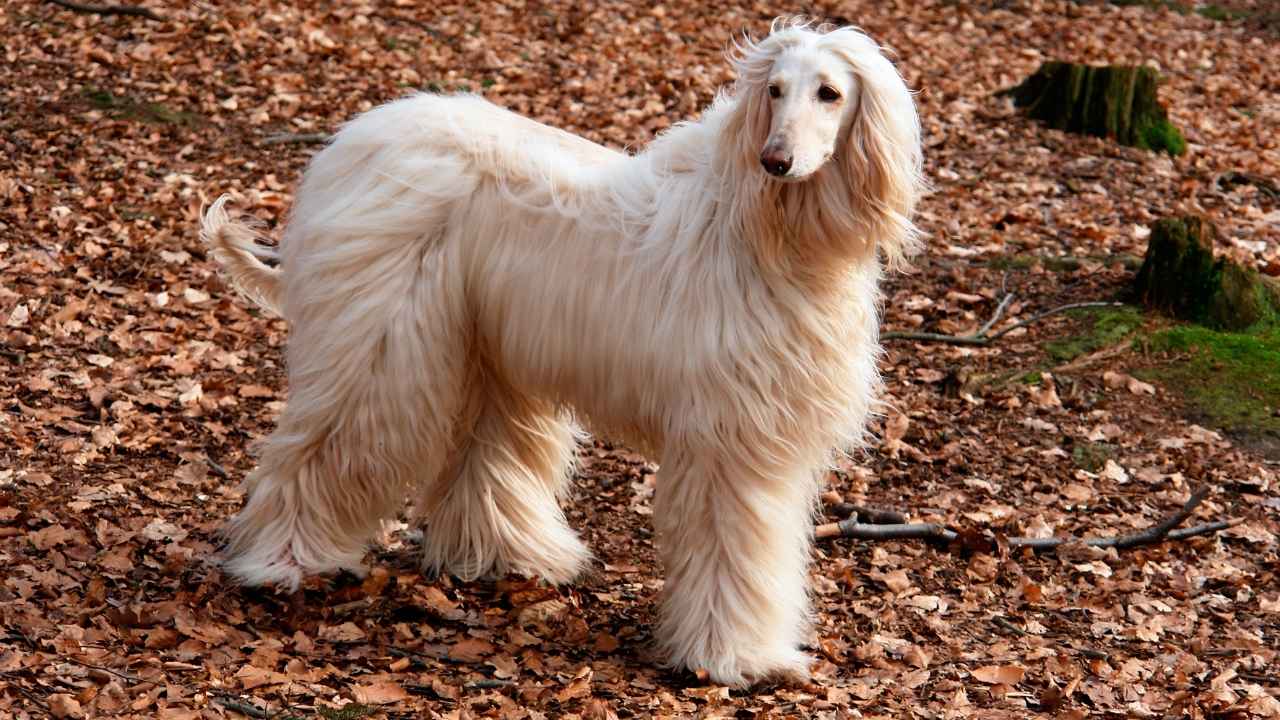 Afghan Hound