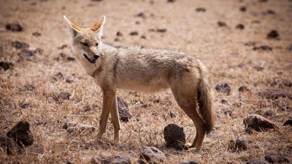 African Golden Wolf