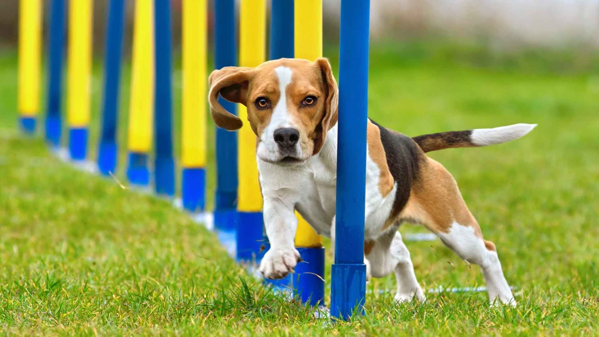 Agility Dog breeds