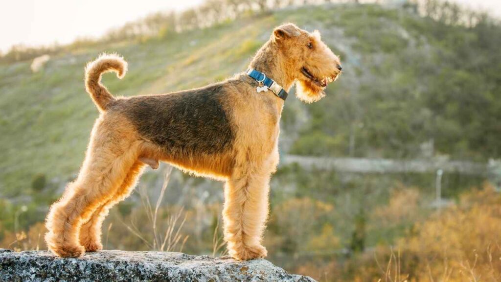 Airedale Terrier 1