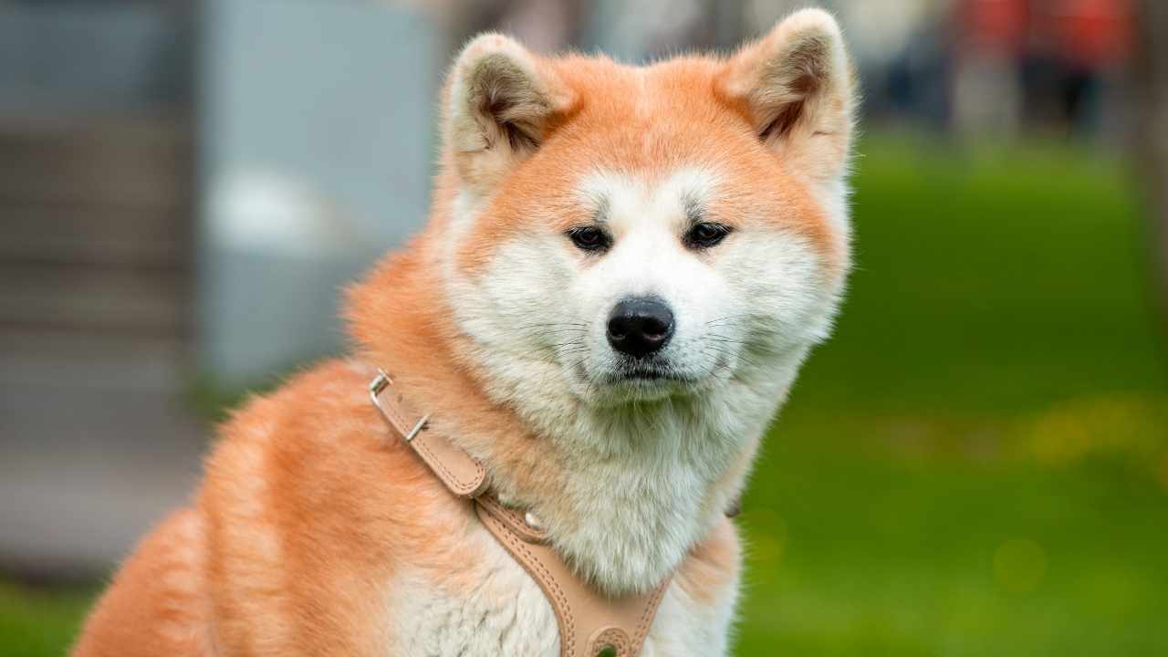 Akita