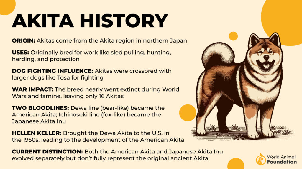 Akita History