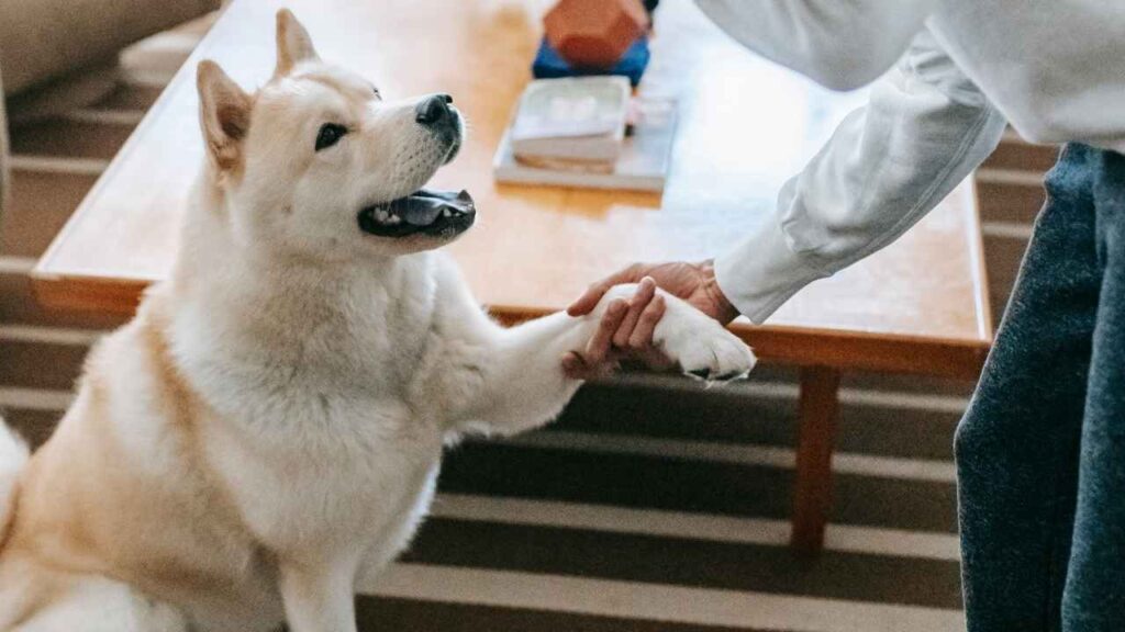 Akitas Training and Socializing