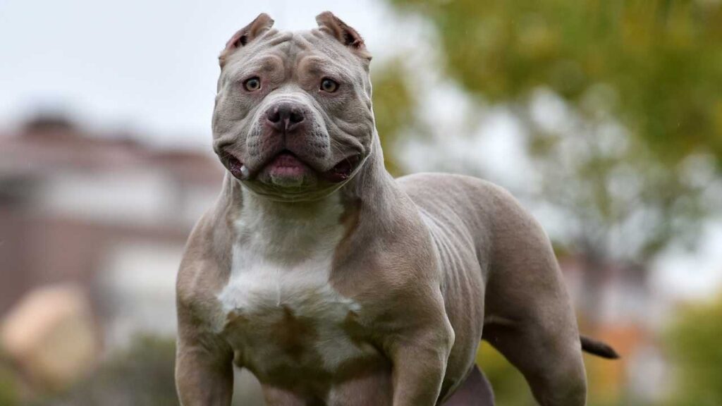 American Bully