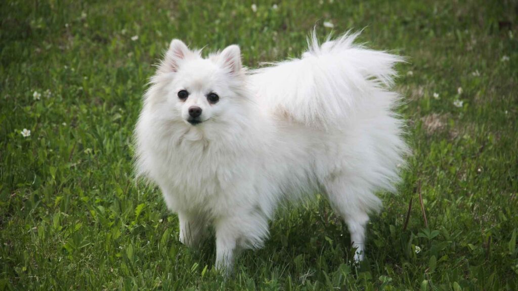 American Eskimo 1