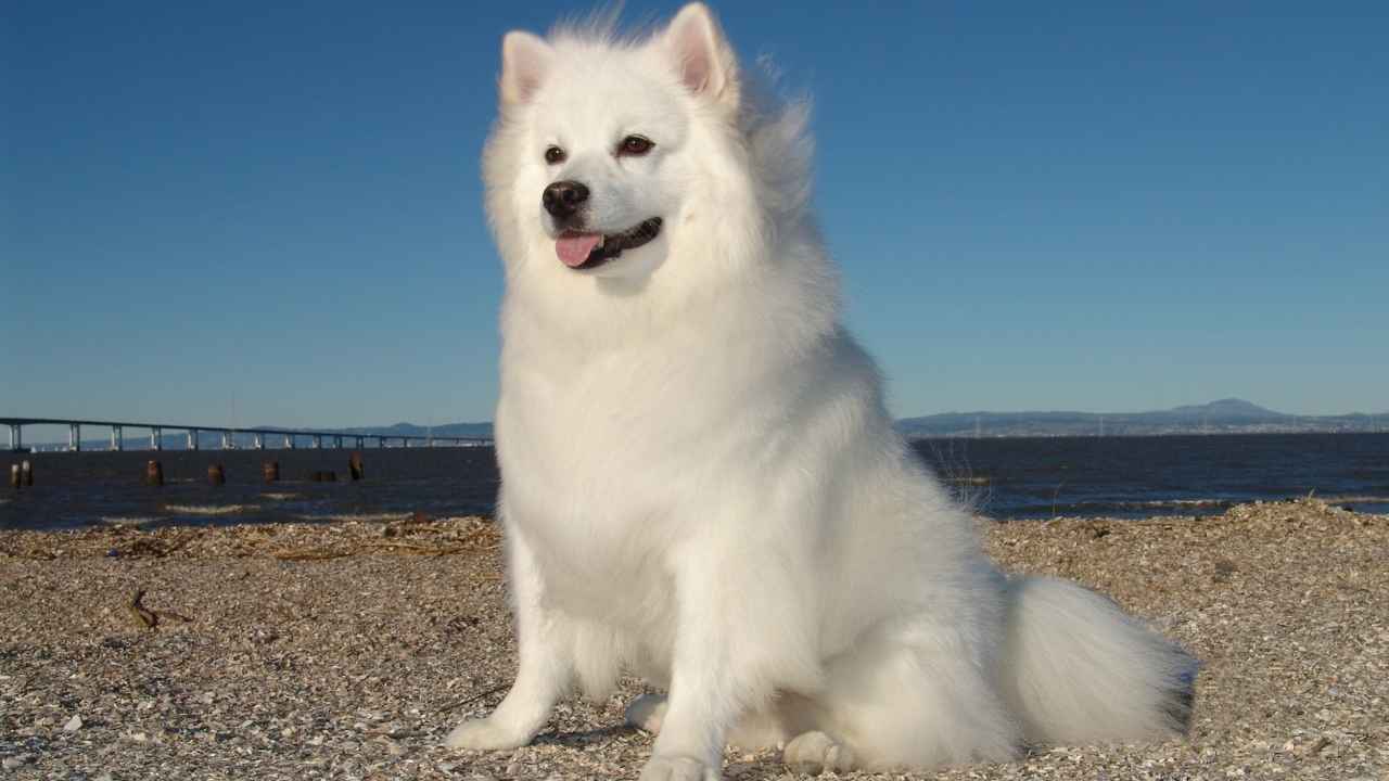 American Eskimo Dog