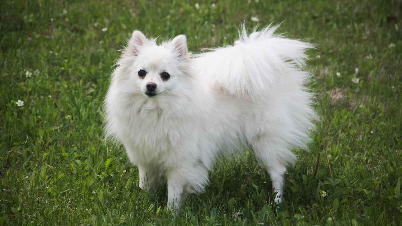 American Eskimo Dog