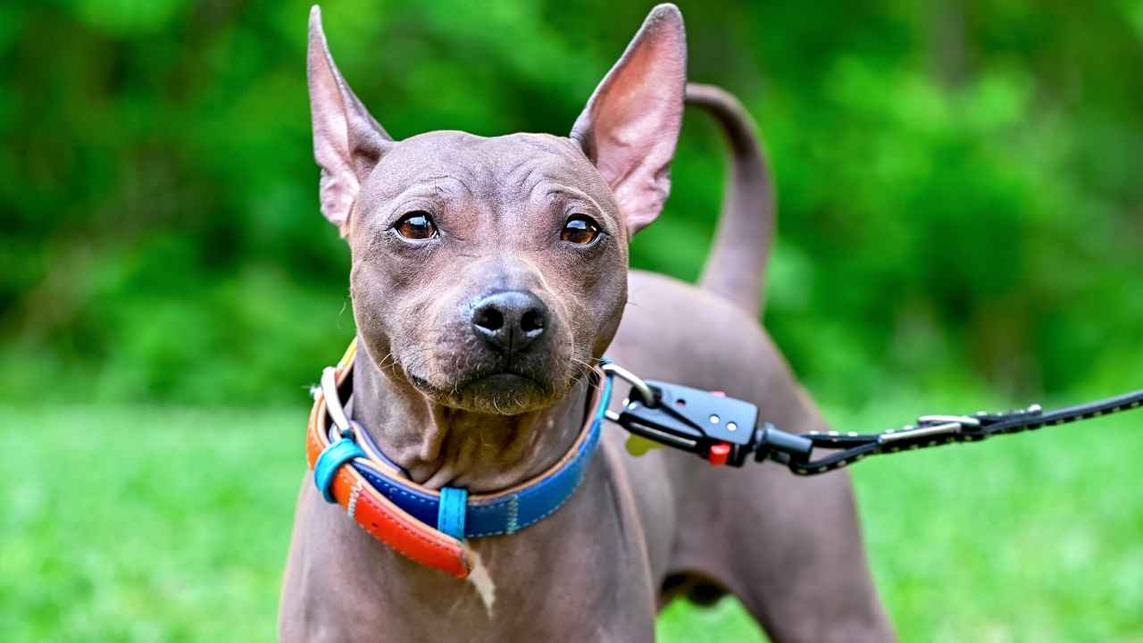 American Hairless Terrier