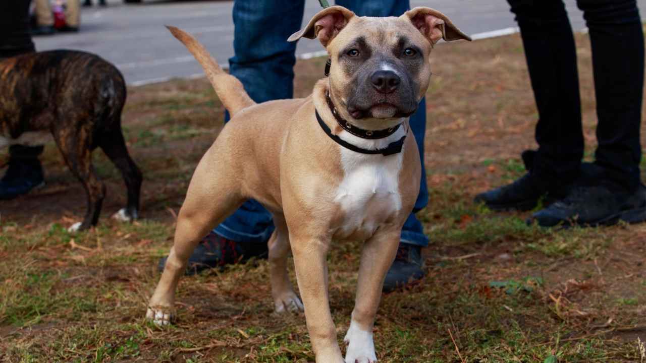 American Staffordshire Terrier