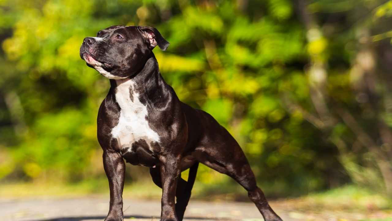 American Staffordshire Terrier